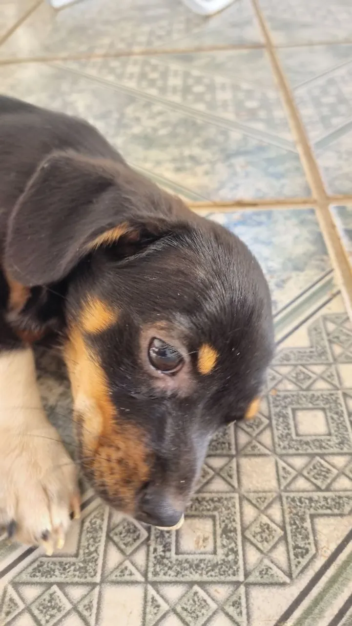 Cachorro Filhote! Não sei a raça, fêmea, adoção