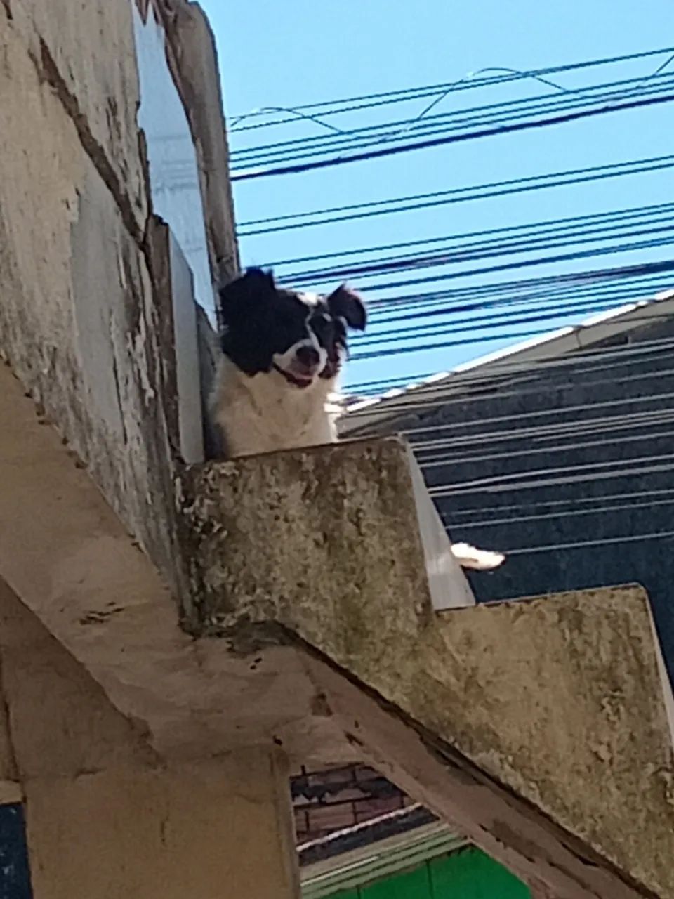Doação responsável  - Foto 3