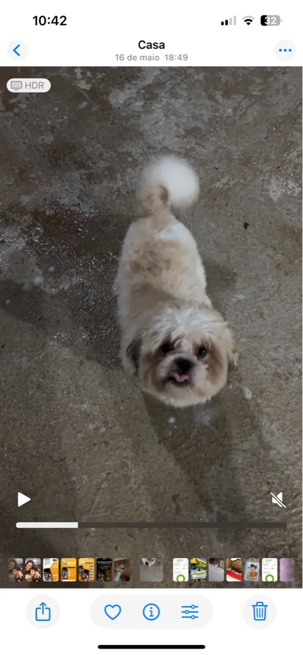 Shih Tzu filhote
