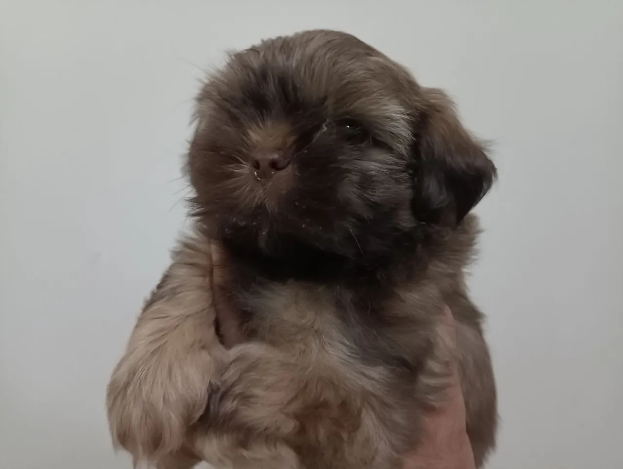Filhote Shih Tzu - Pelúcia de Patas!