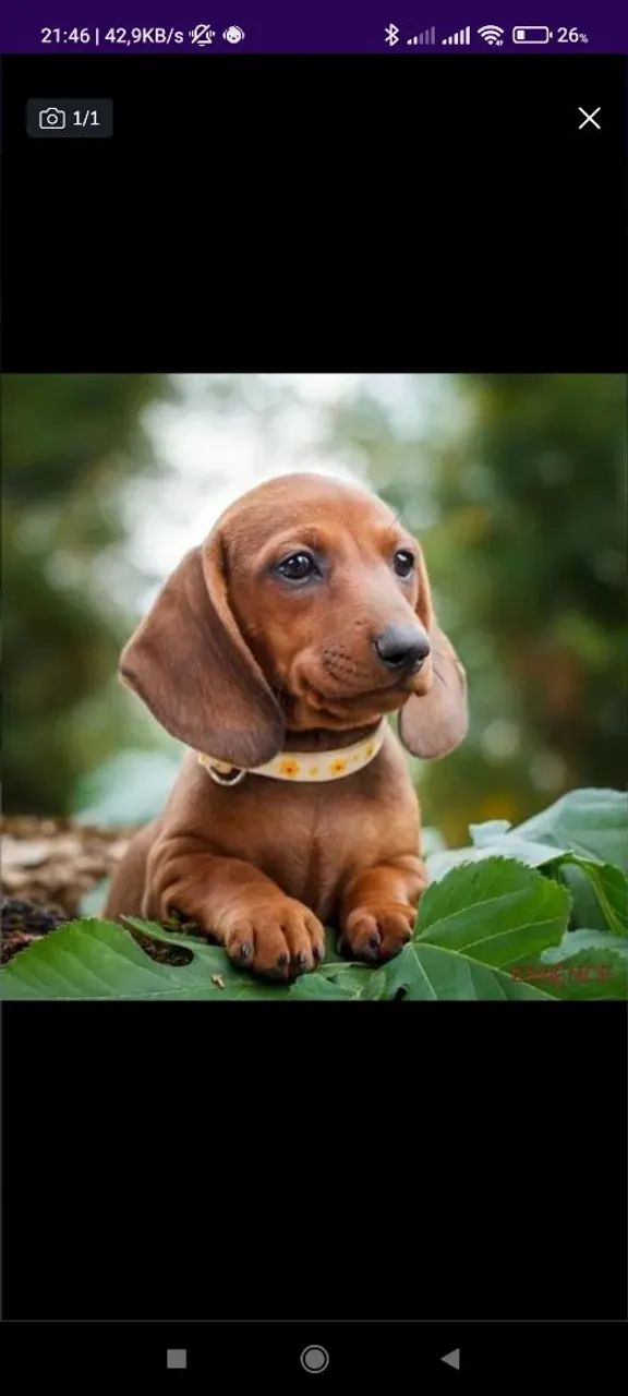 Filhote de Teckel dachshund Basset peludo anao