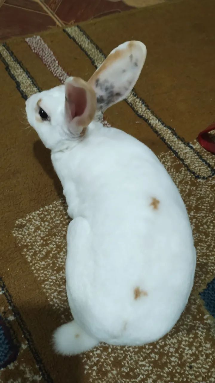 Linda Femea Mini Raça Rex . - Foto 6