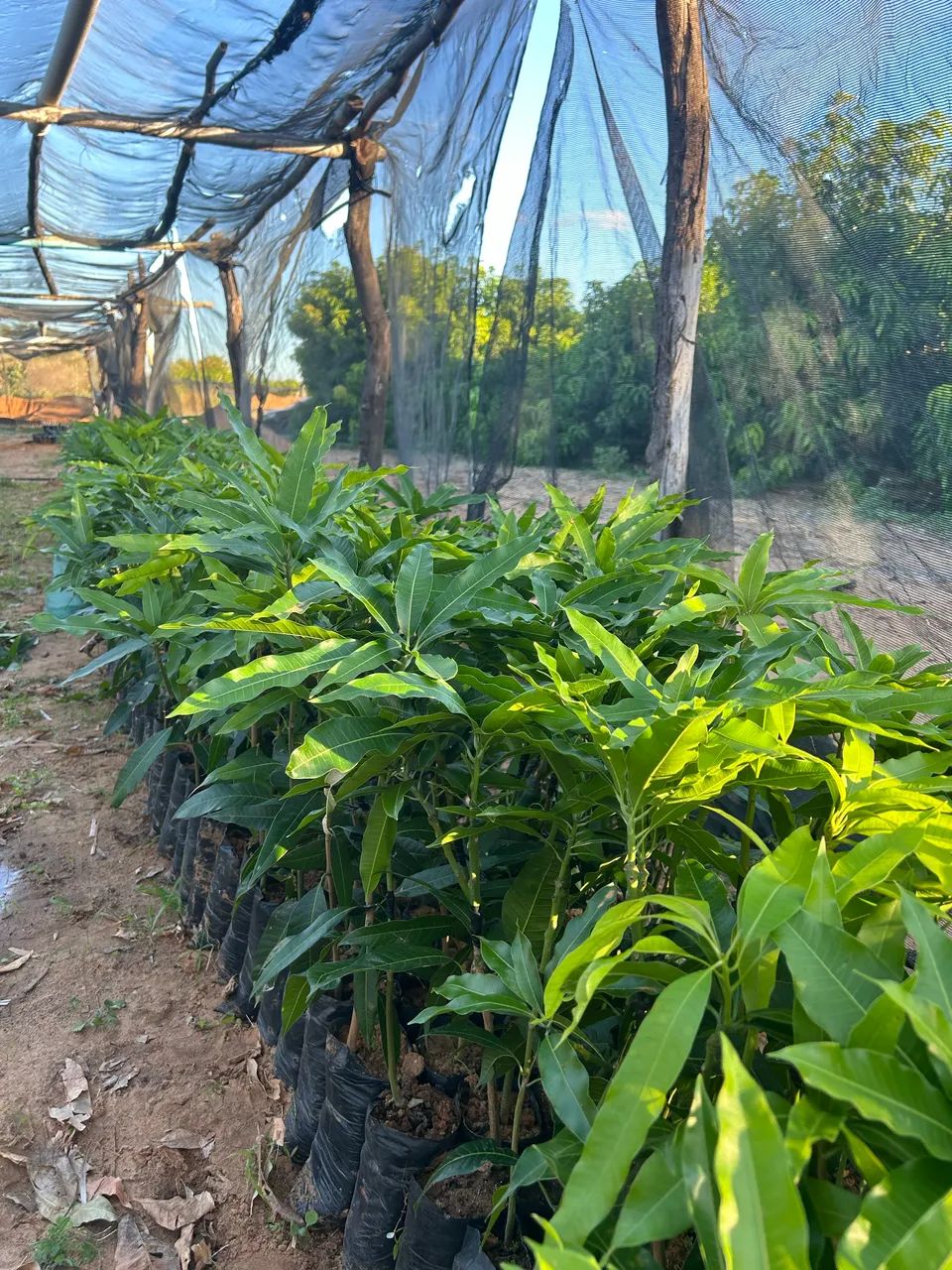 Mudas de manga - Foto 2