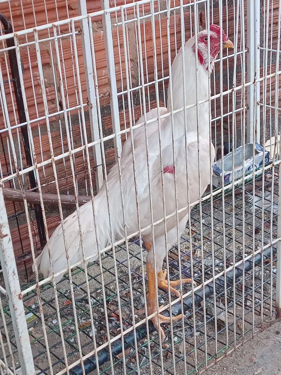 2 frangos Brancos top