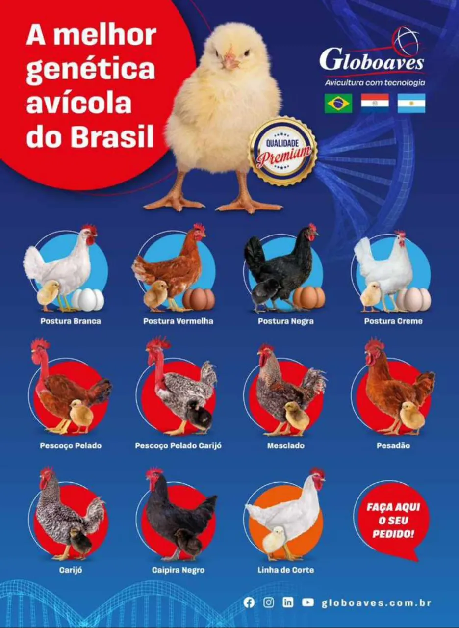 Frangos de alta genética para produção de ovos e carne - Globoaves