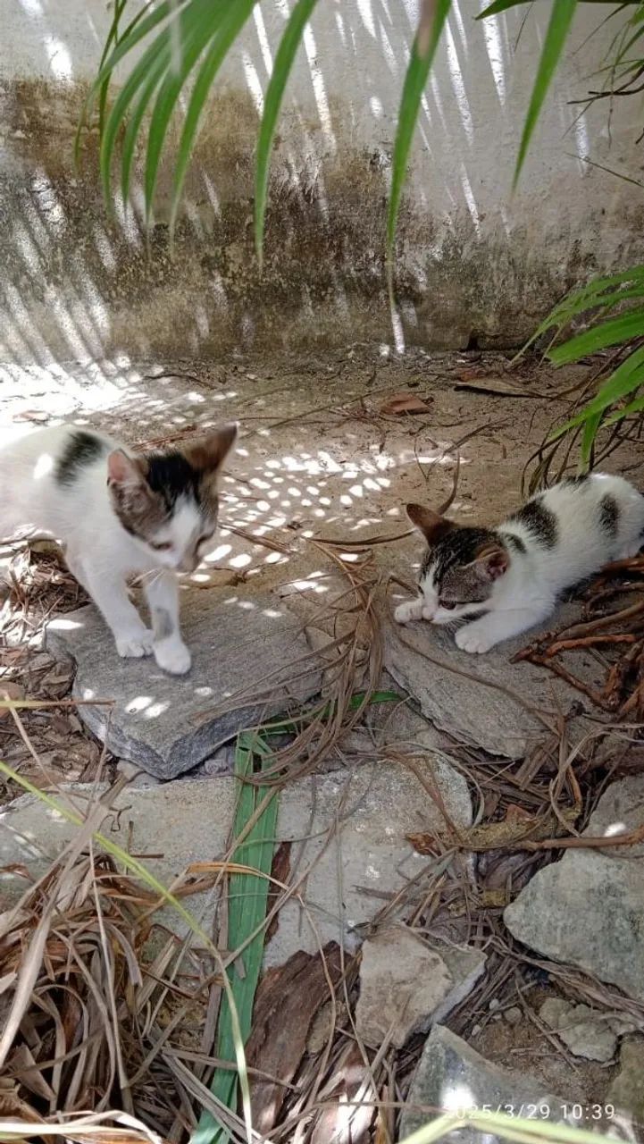 Gatinhos para adoção - casal de fofuras! - Foto 4