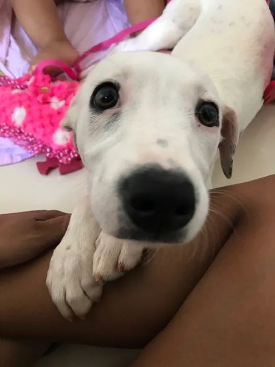 Vira lata porte médio  - Foto 3