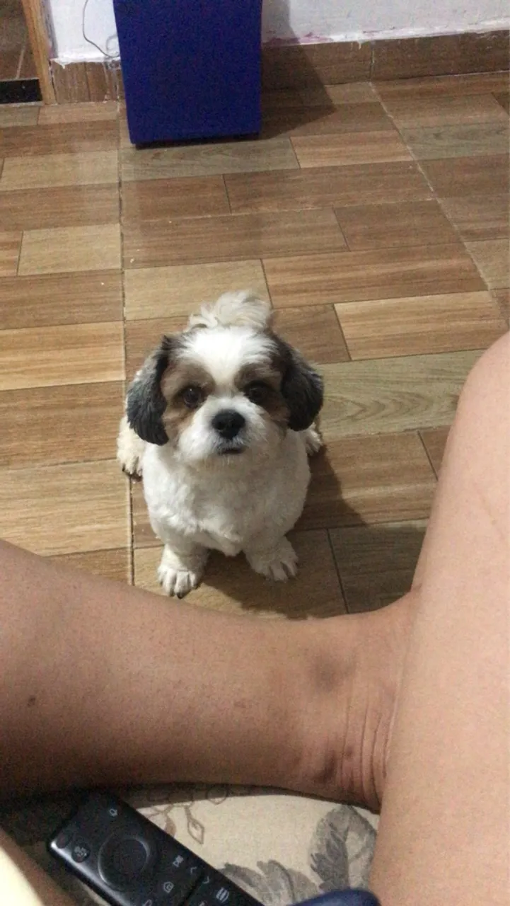 Filhote de Shih Tzu para adoção