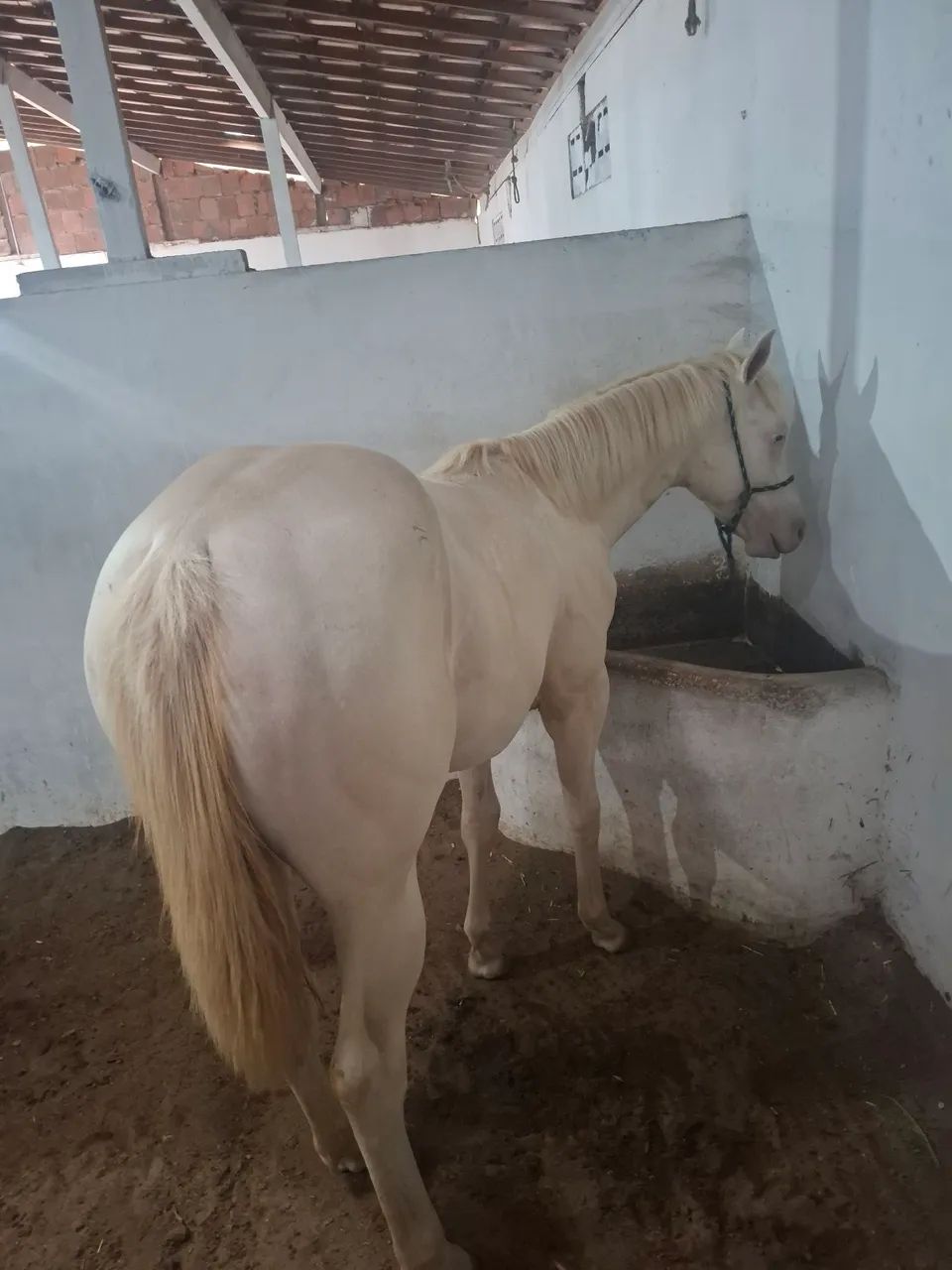 Potra cremelo com 1 ano e 10 meses - Foto 3