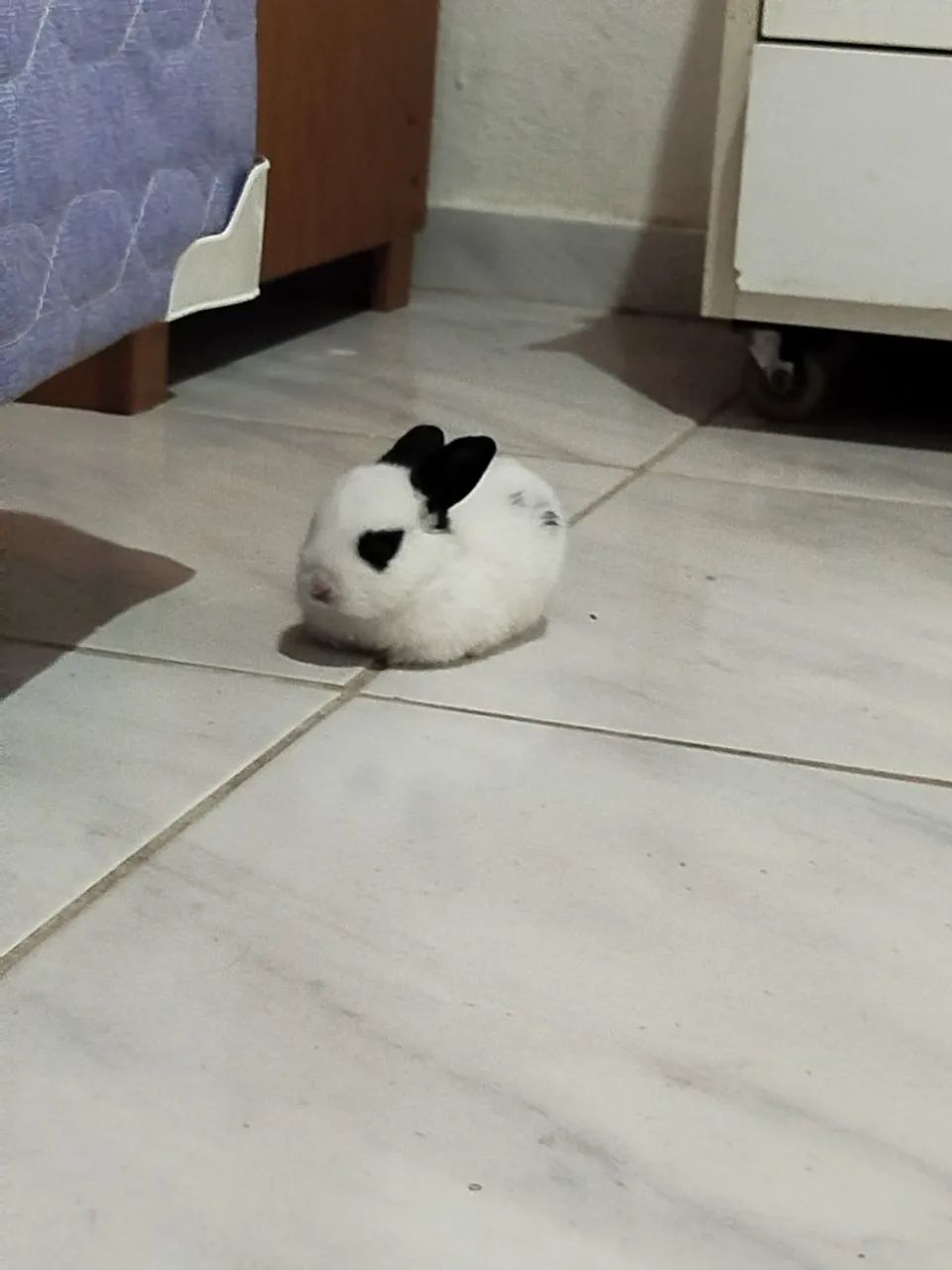 Doação responsável de um coelhinho ? - Foto 3