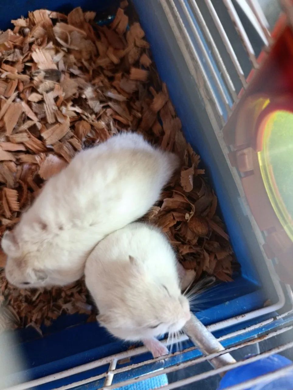 4 casais de hamsters anão russo  - Foto 3