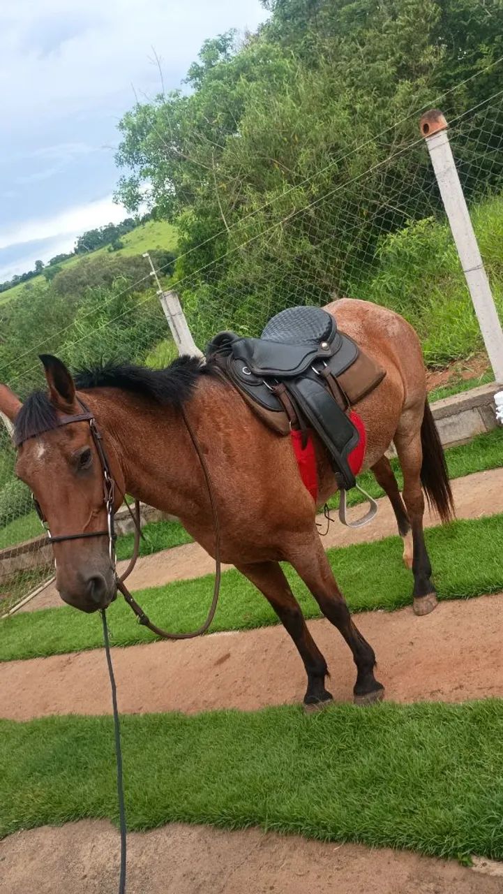 Vendi cavalo  - Foto 2