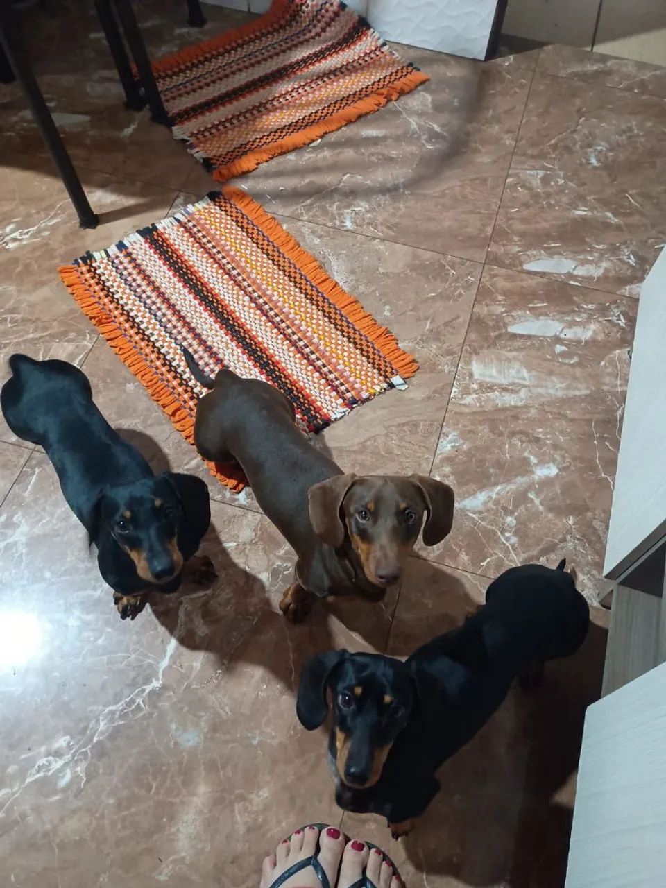 Teckel , salsicha , mofadinho  - Foto 4