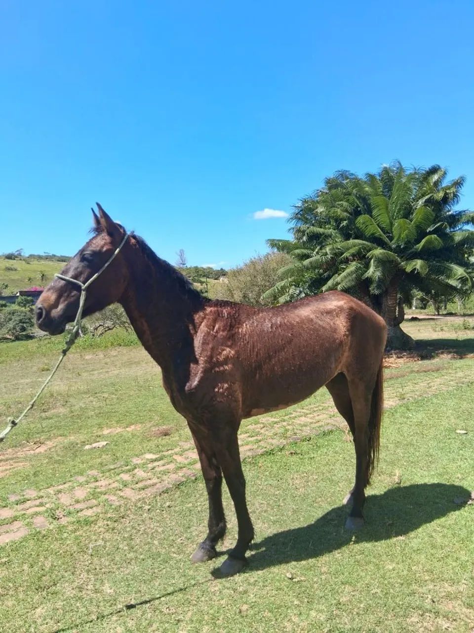 Potra a venda  - Foto 2