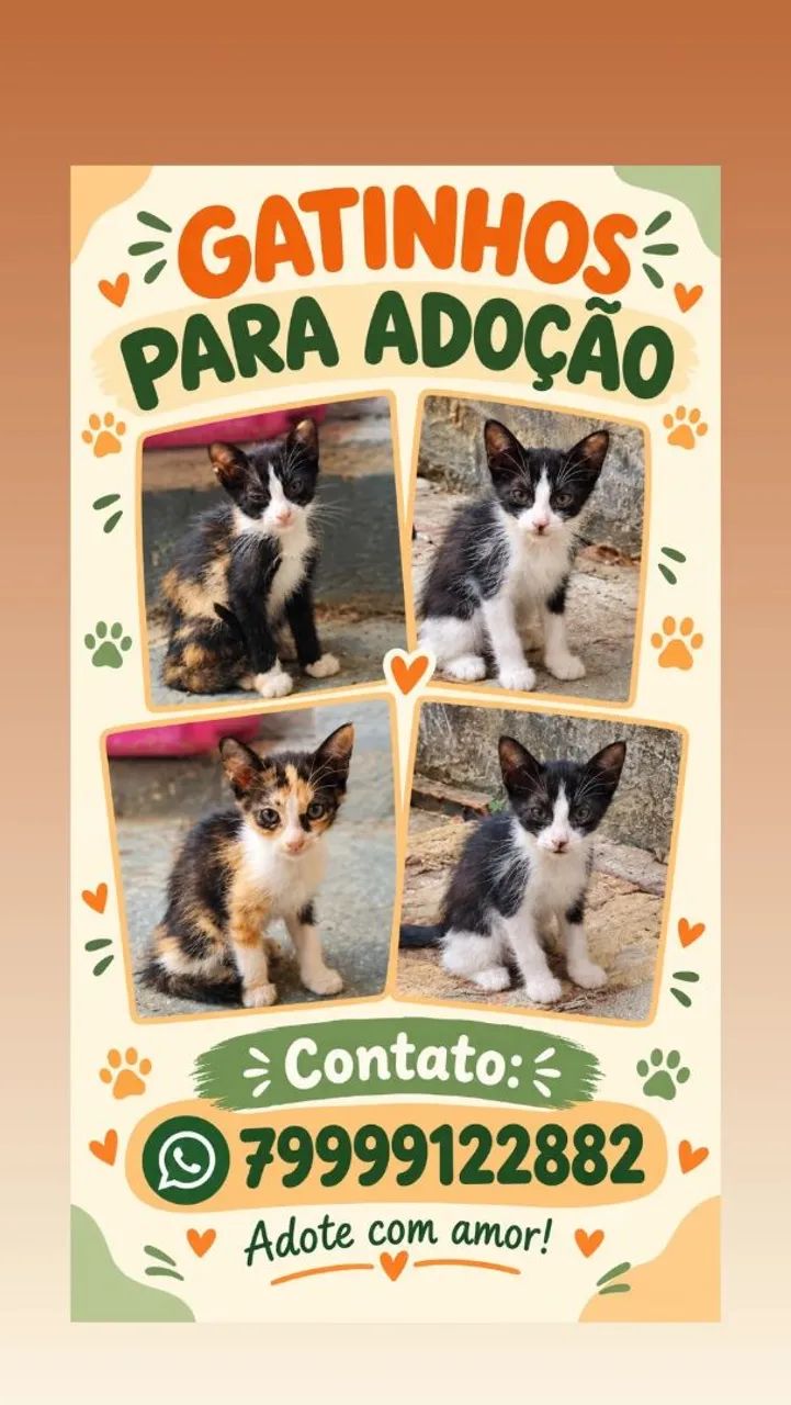 Adoção responsável  - Foto 3