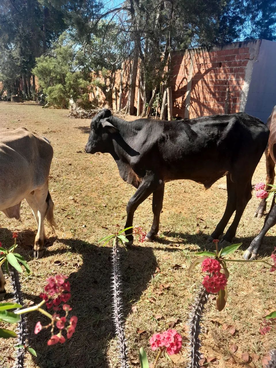 Vendo este dois garrote - Foto 4