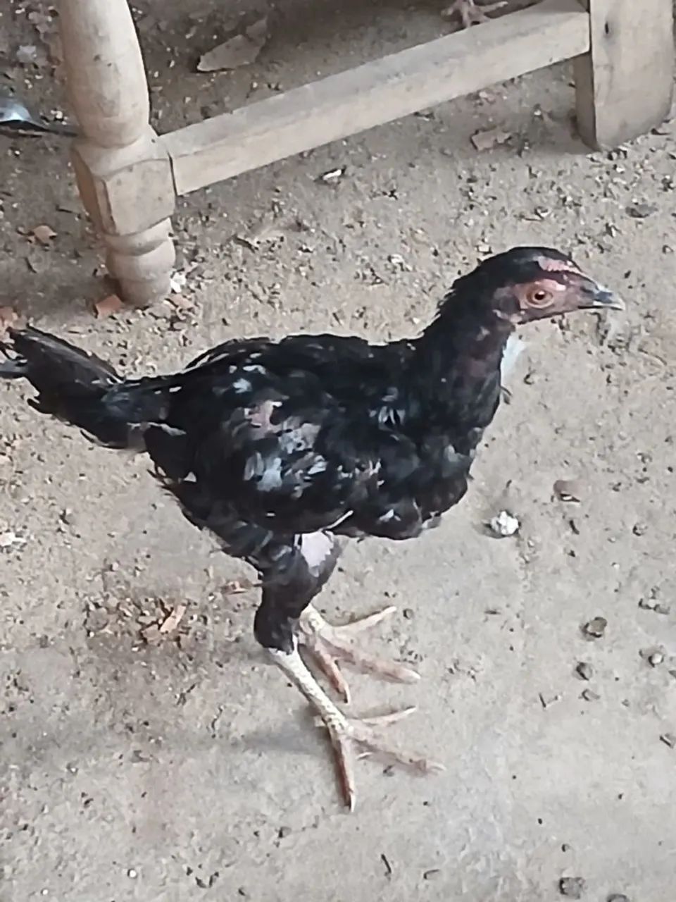 Vendo essas frangas e galinha  - Foto 2