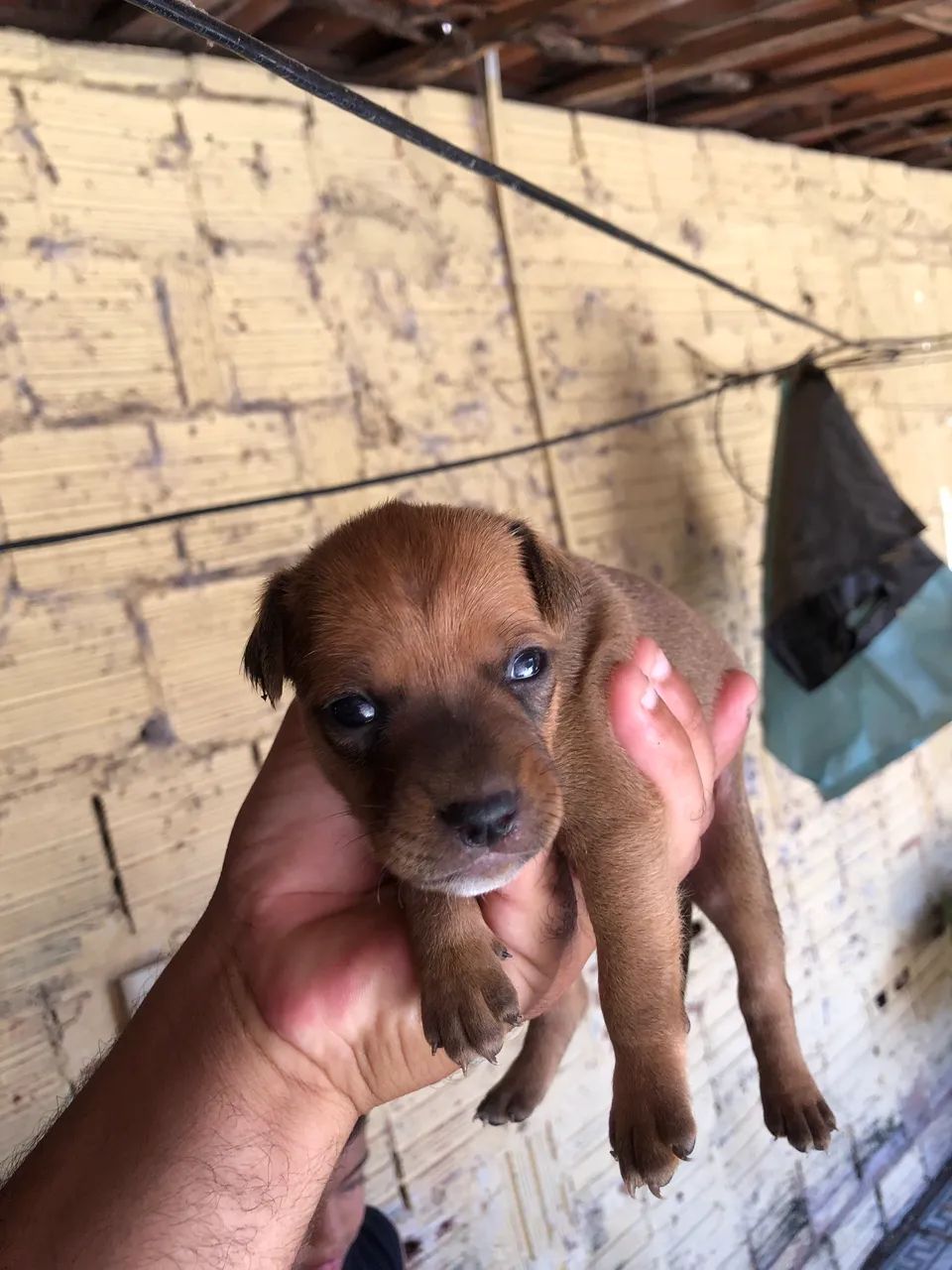 Pinscher Puro N:2 - Foto 4