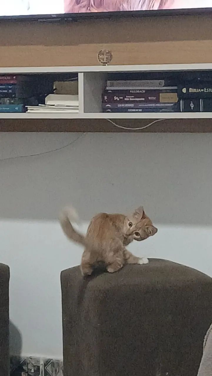 gatinho para doação 