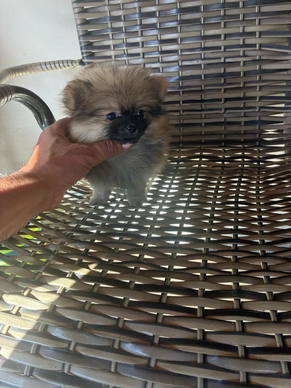 Lulu da pomeranea  - Foto 3