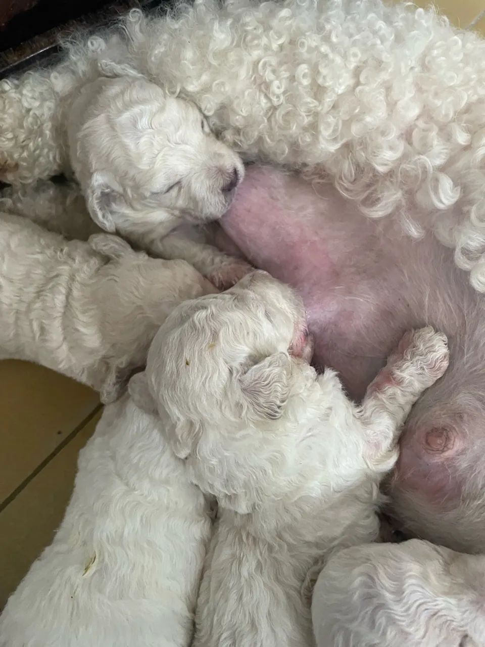 Cachorro poodle  - Foto 2