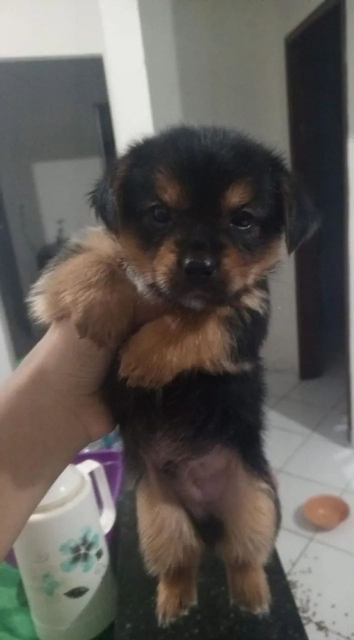 Filhote cachorro 