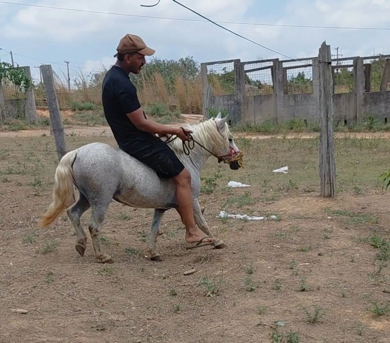 Cavalo ponei