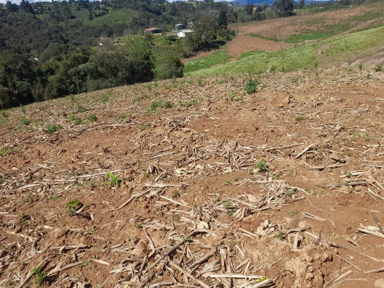 Chácara em mandirituba  - Foto 3
