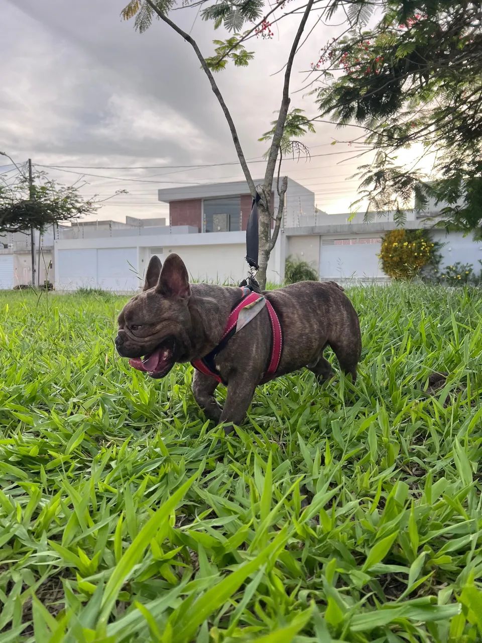 Buldogue Francês reprodutor #oportunidade - Foto 2