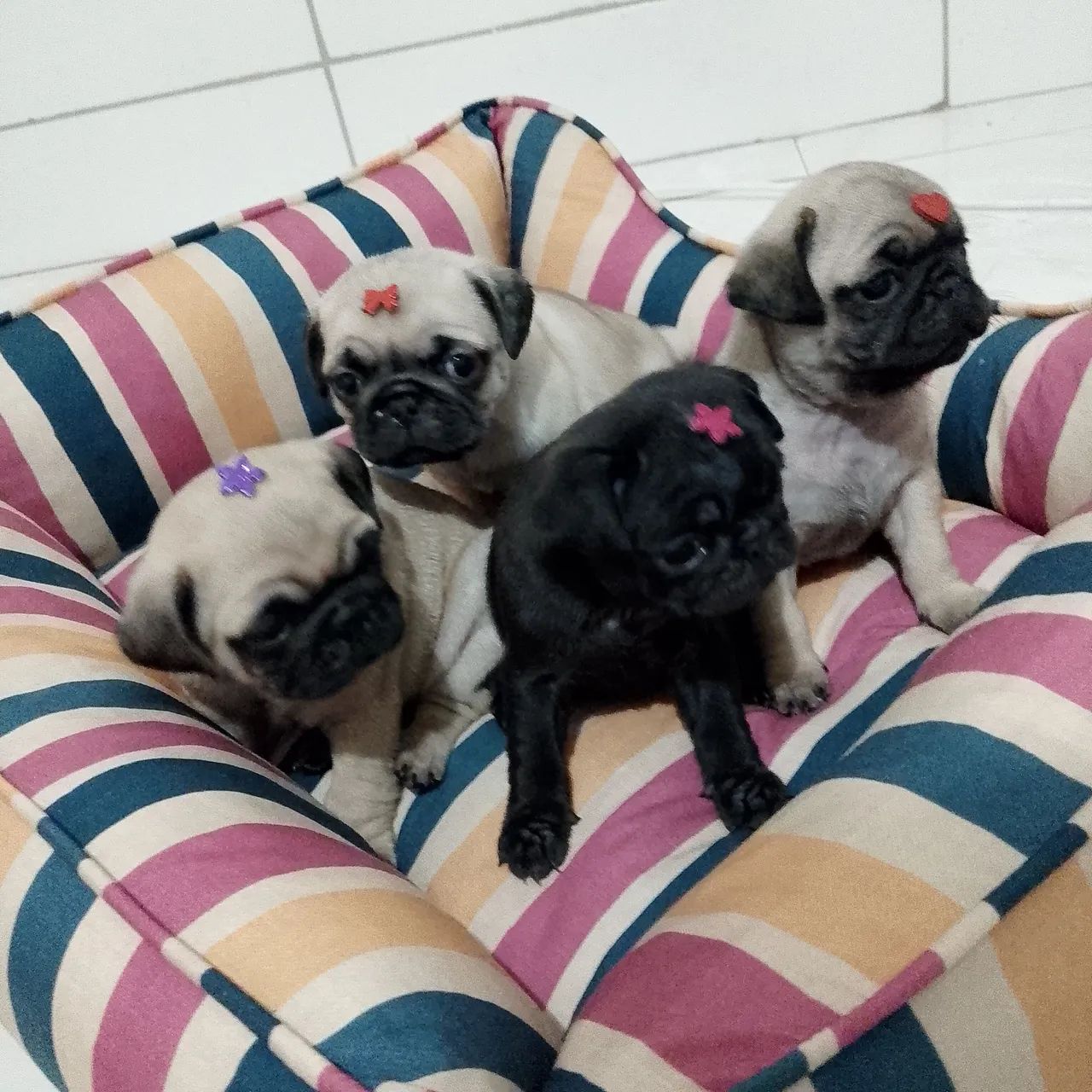  Pug fêmeas  - Foto 4