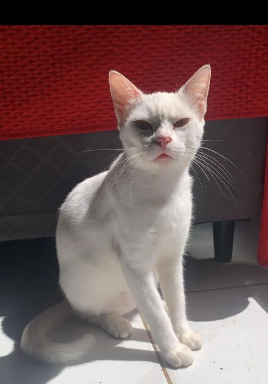 Doação  gata fêmea  - Foto 2