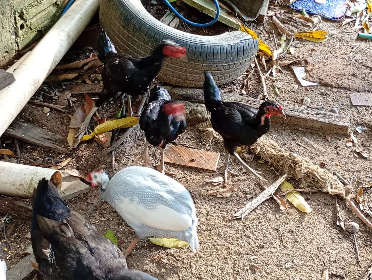 Galinhas  - Foto 4