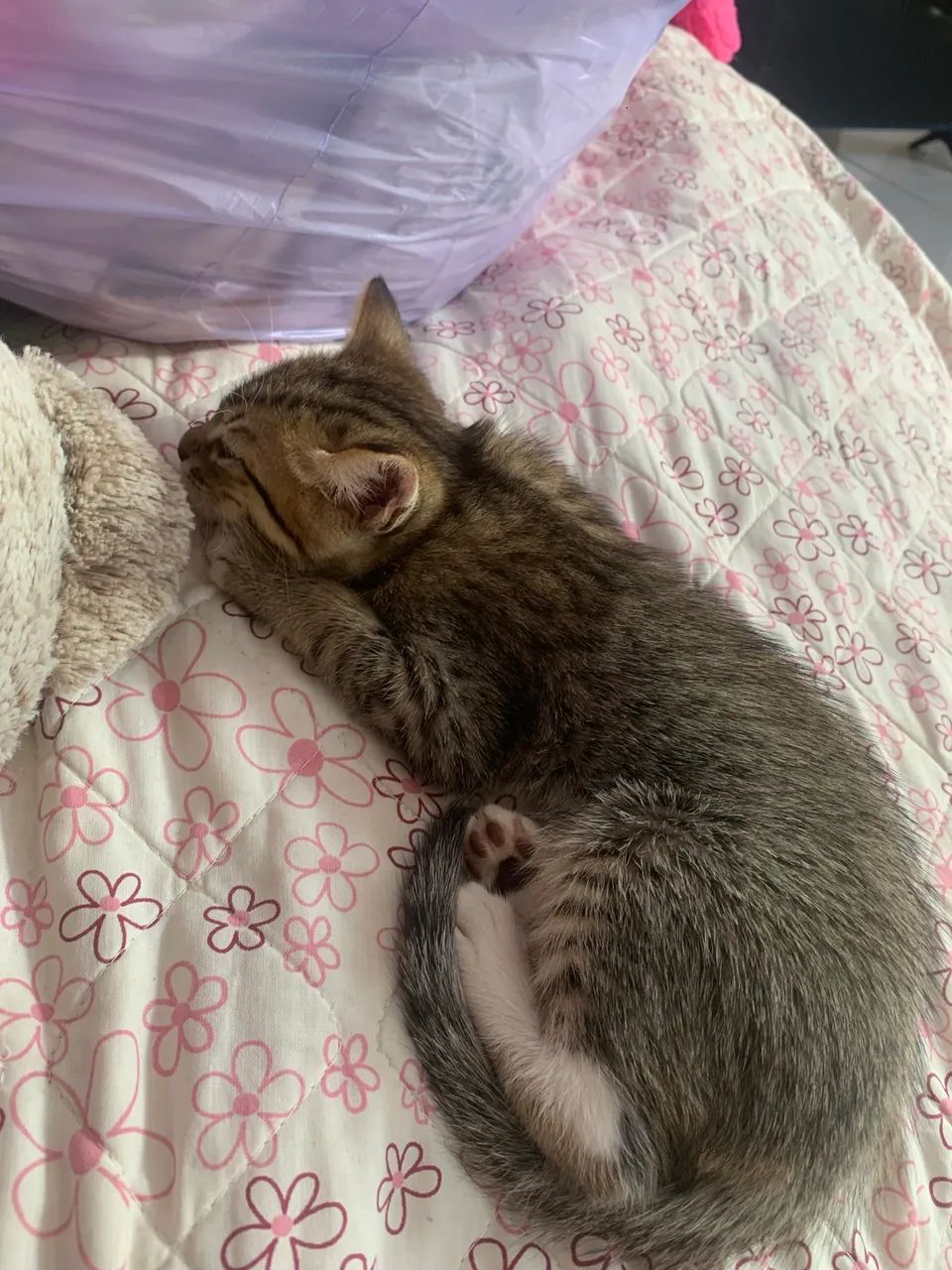Gatos  - Foto 3