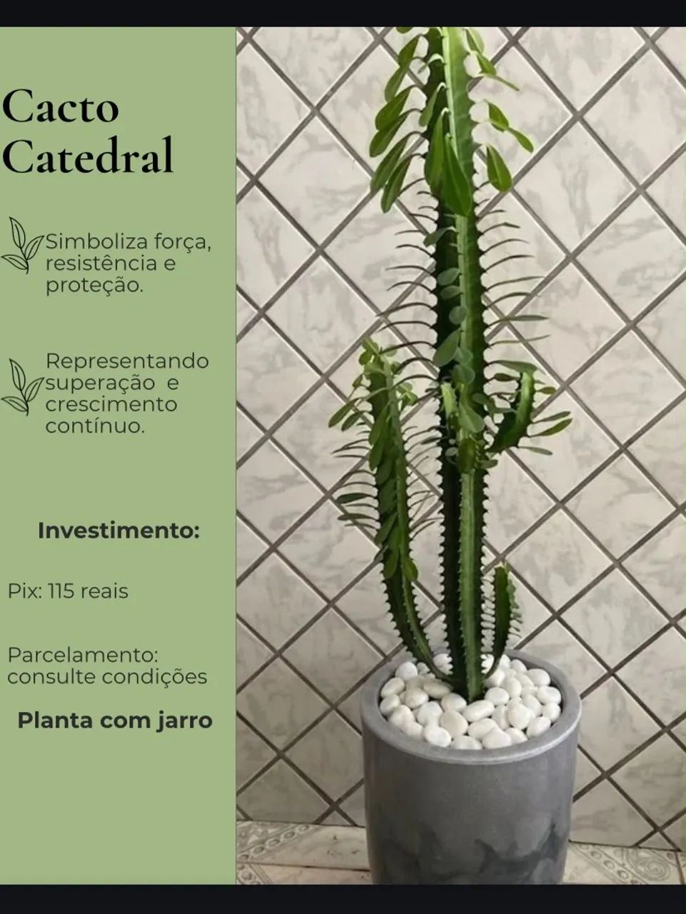 Plantas  - Foto 2