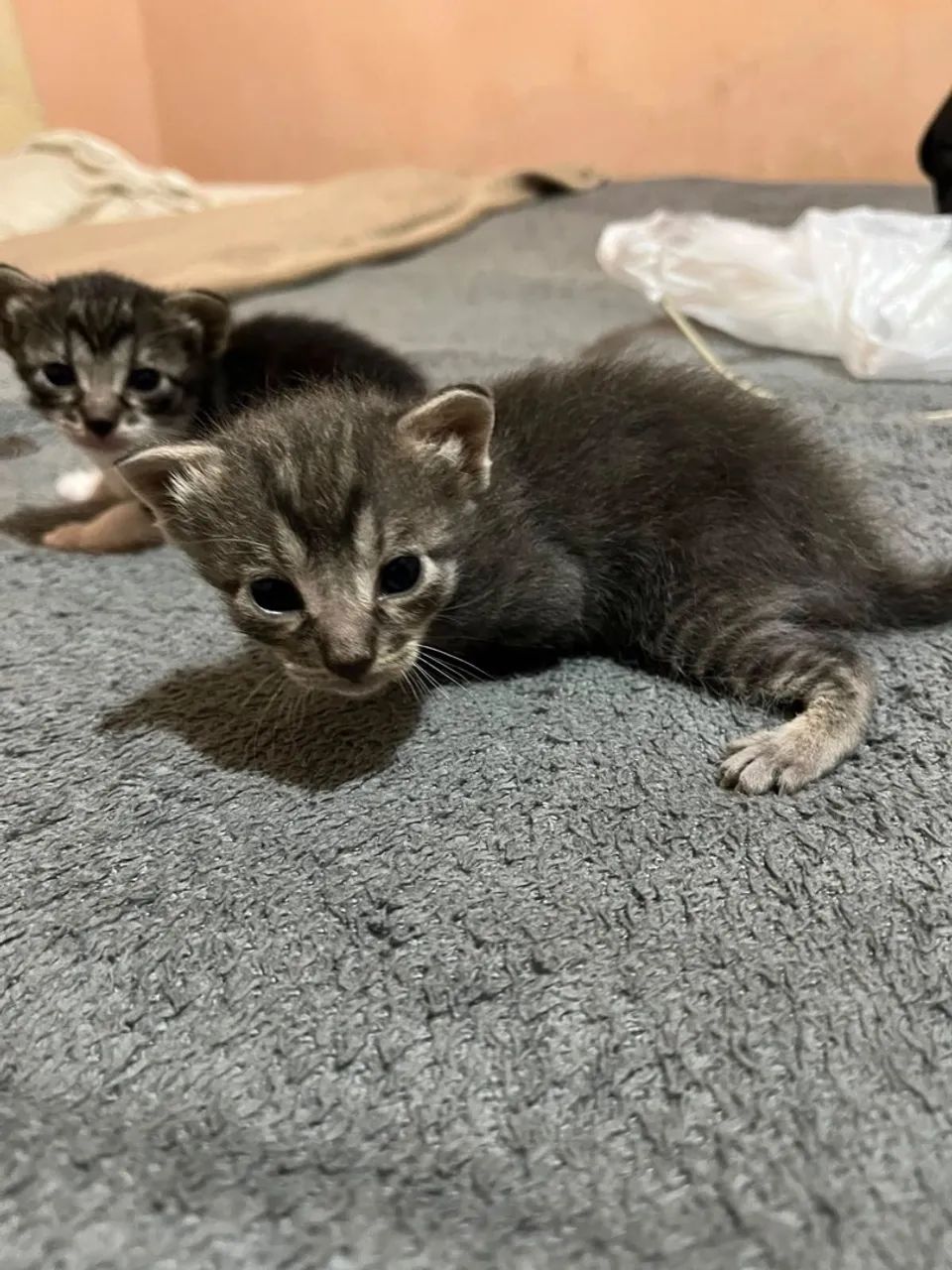 Doa se gatinhos 