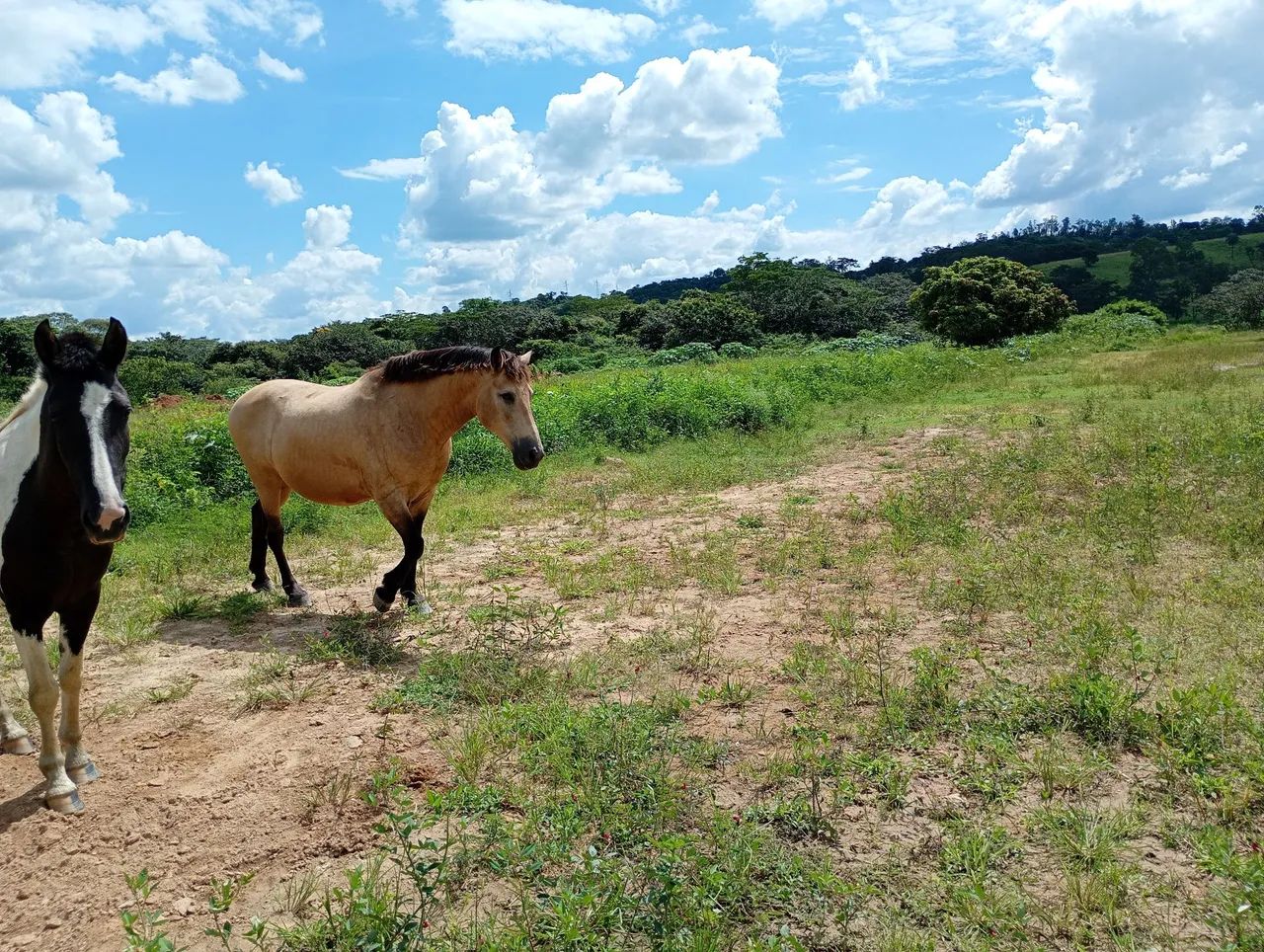 Cavalo mangalarga  - Foto 5
