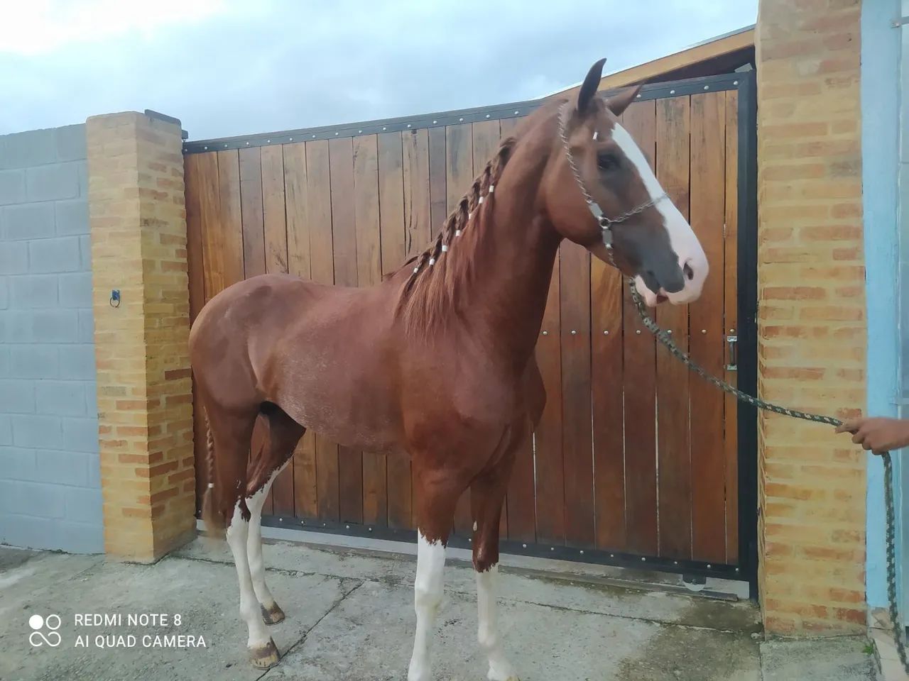 Mangalarga paulista  - Foto 3