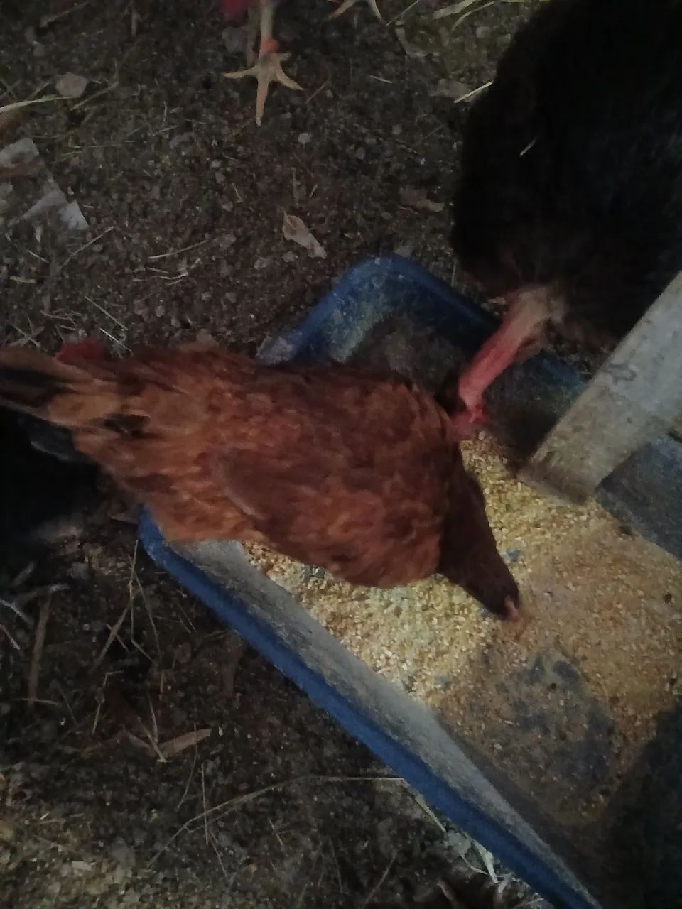 Galos Islan red com Embrapa - Foto 4