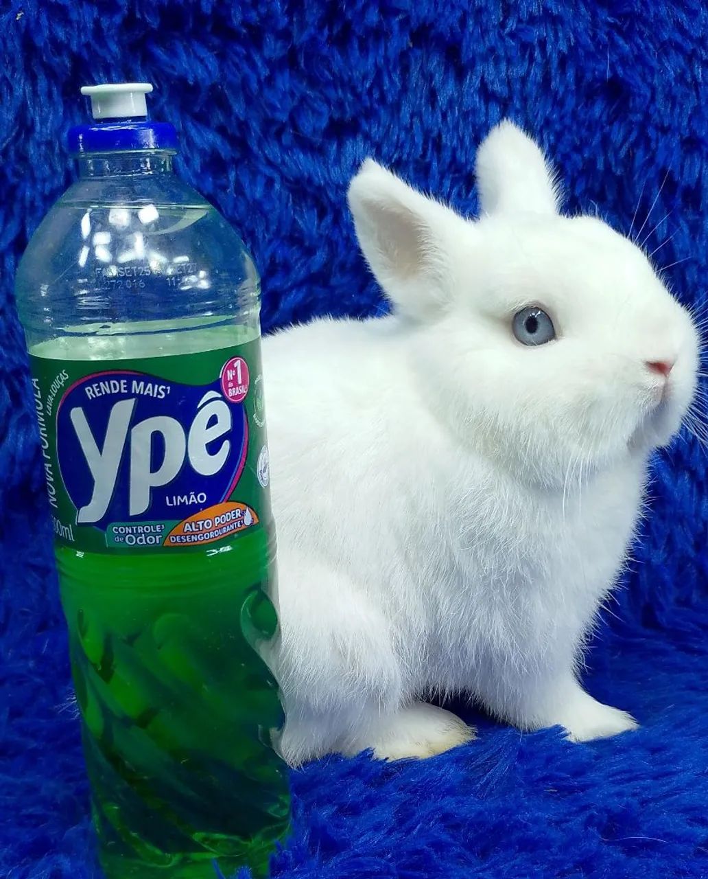 Mini coelhos de alto padrão 