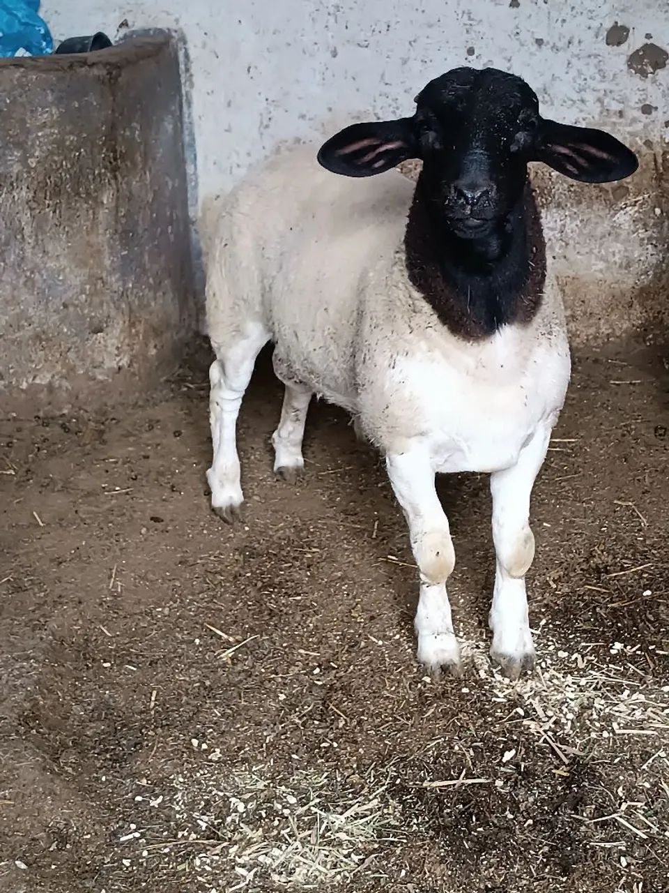 Borrego Dorper 