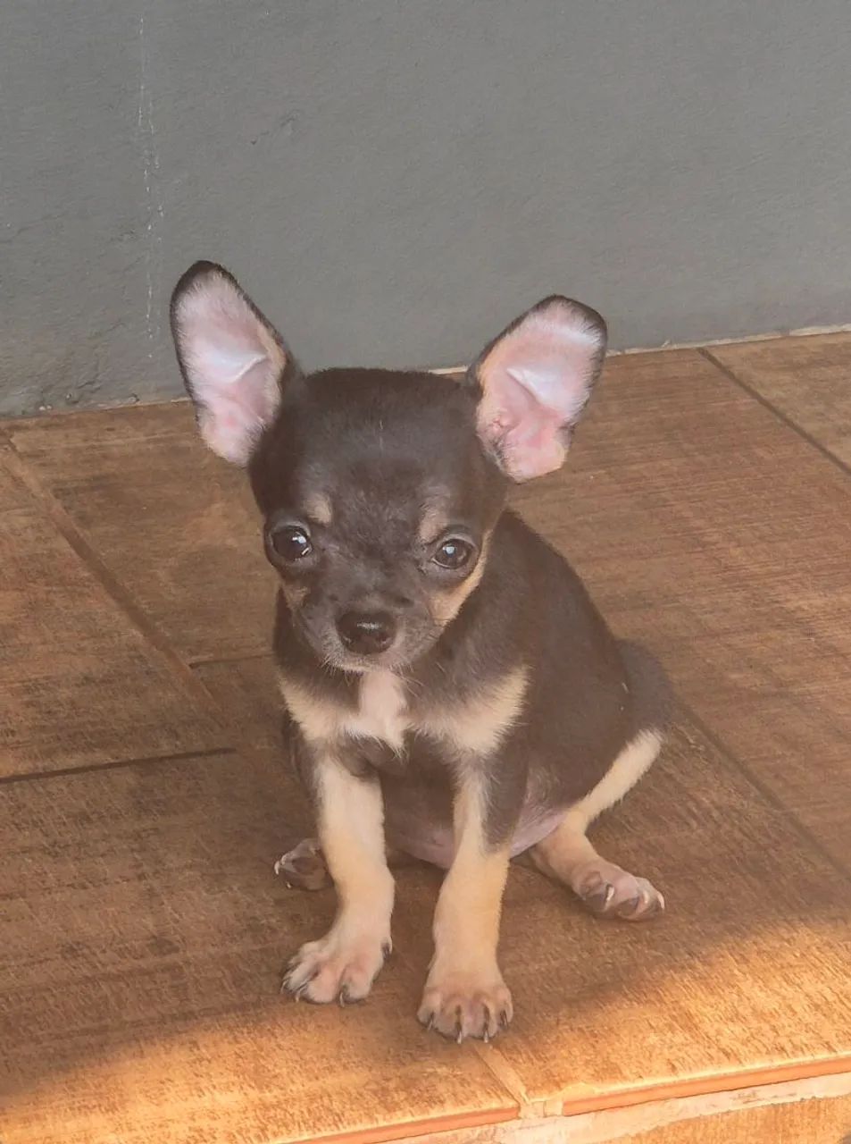 Chihuahua machinho  - Foto 5