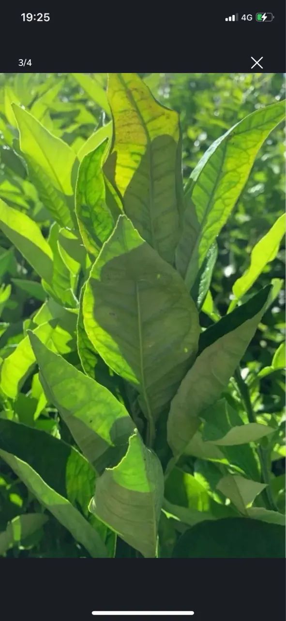 Mudas de Laranja  - Foto 3