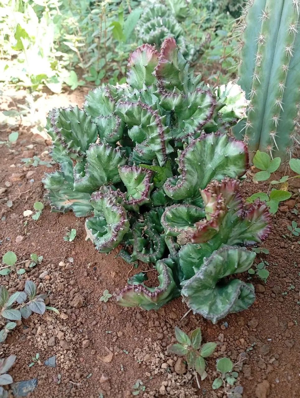Cacto monstro  - Foto 2