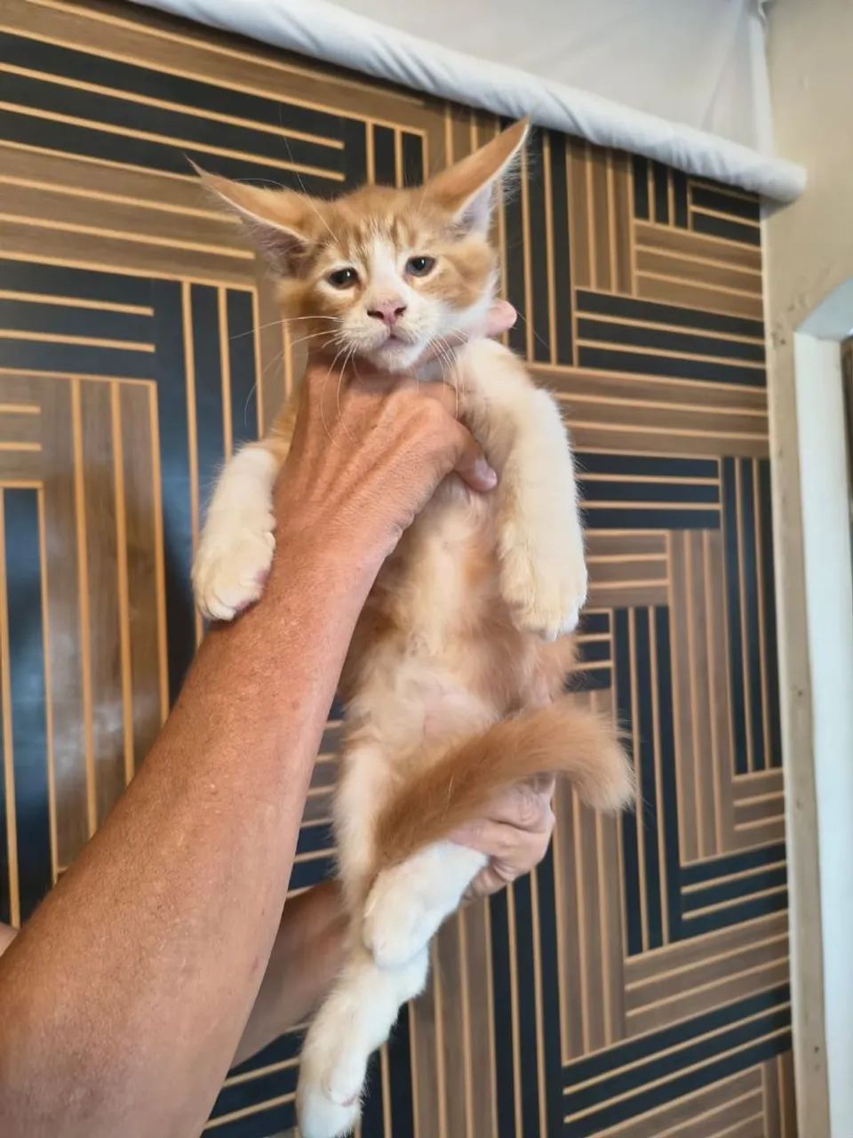 Mainnecoon  - Foto 2