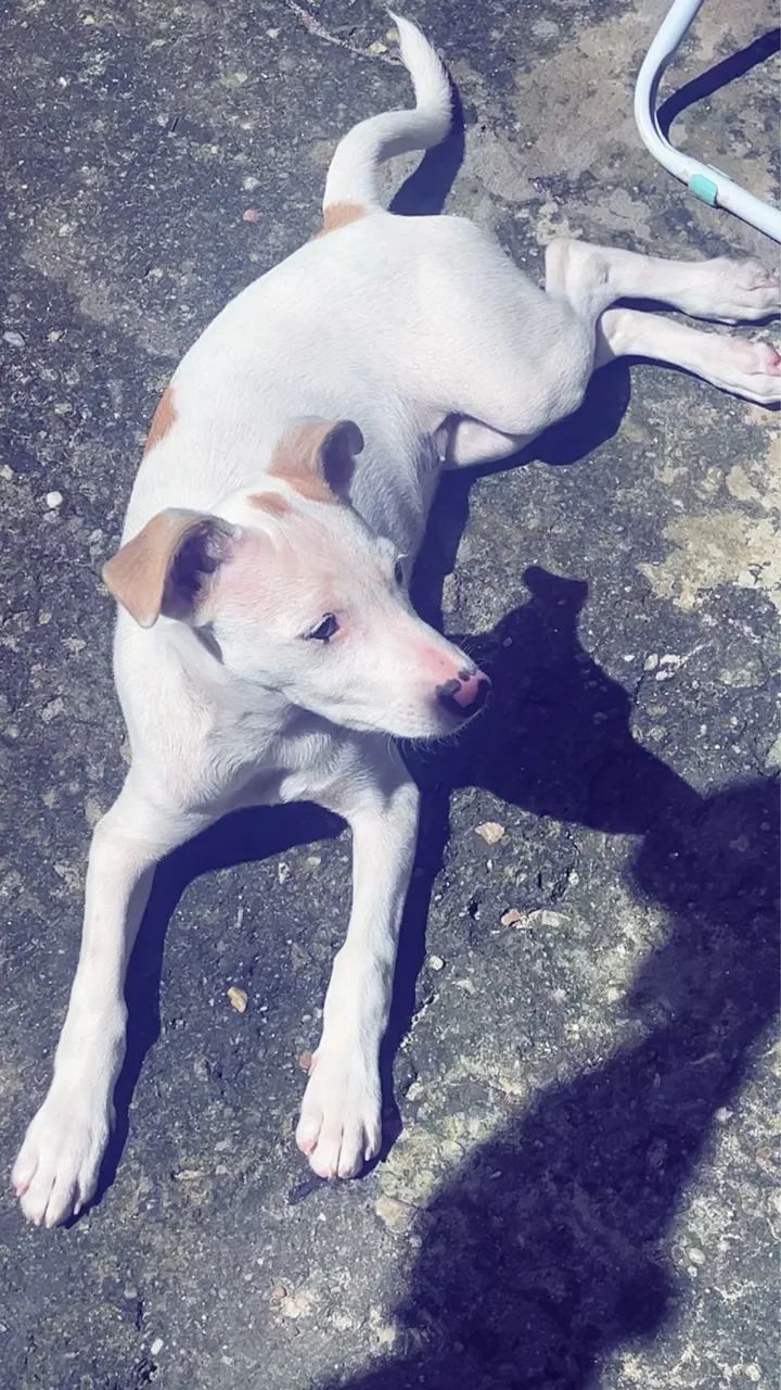 Cachorra para doação 
