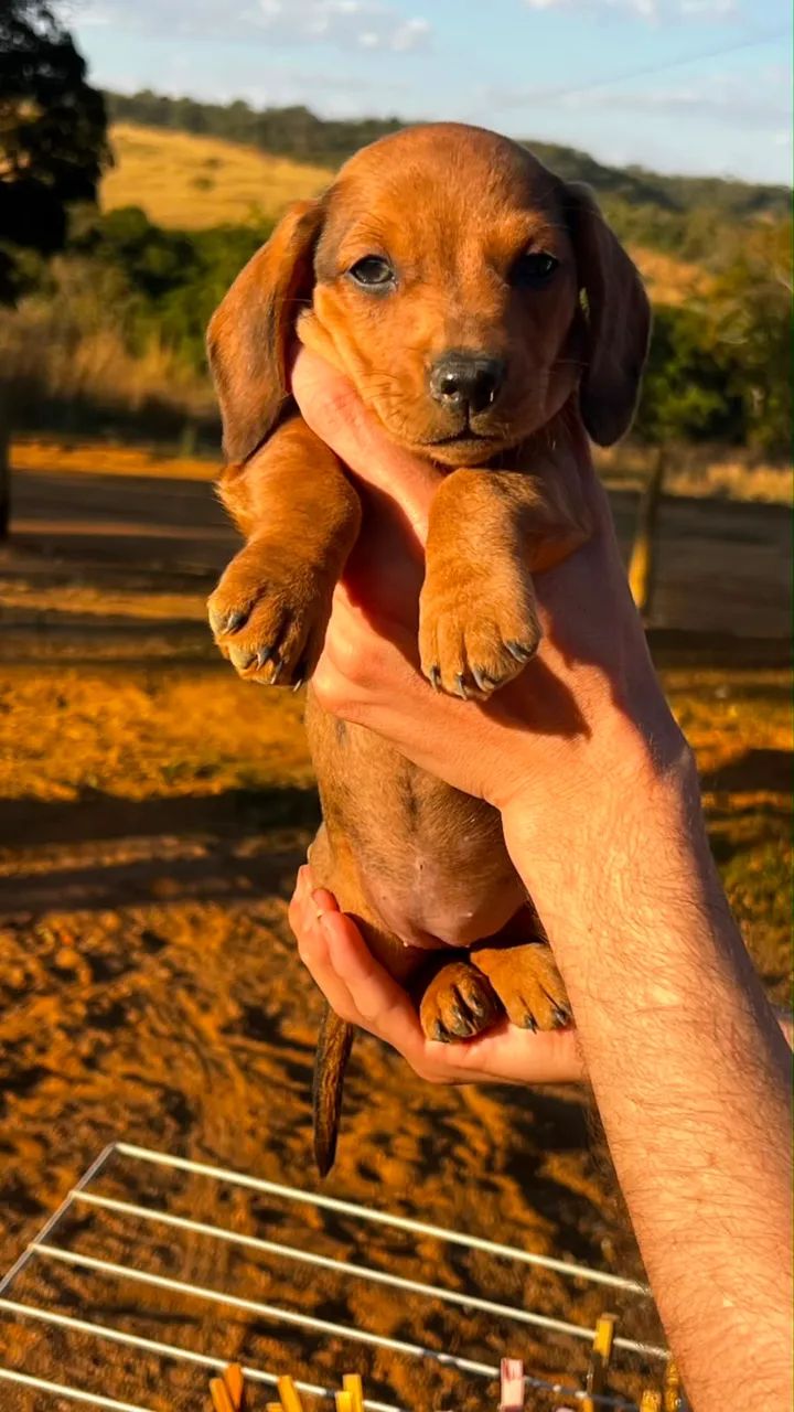Cachorro(a) Dachshund - Foto 2