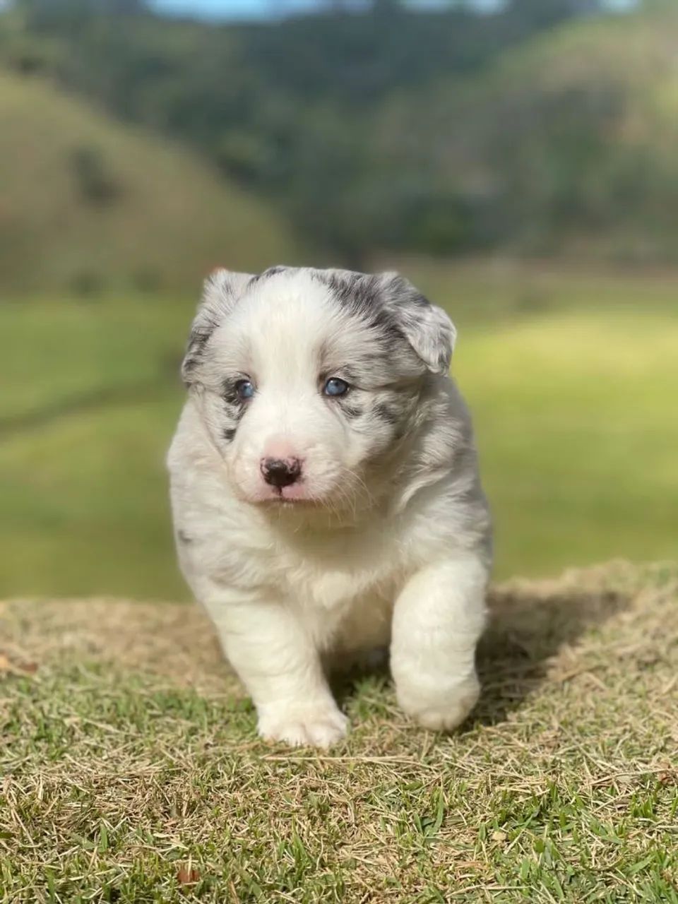 Collie Blu merle 