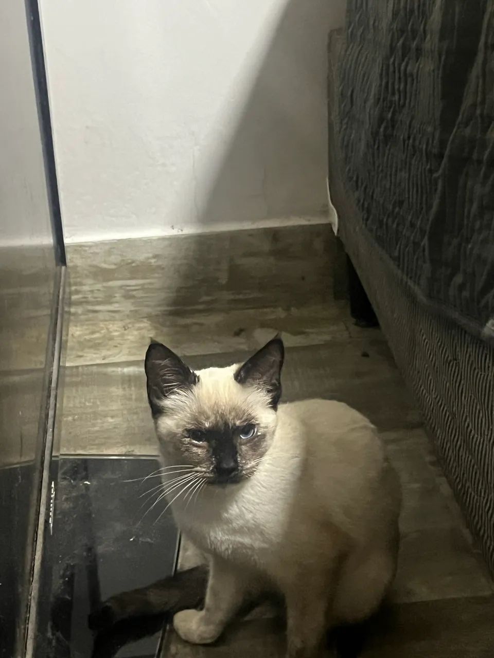 Doa-se gatinhos  - Foto 2