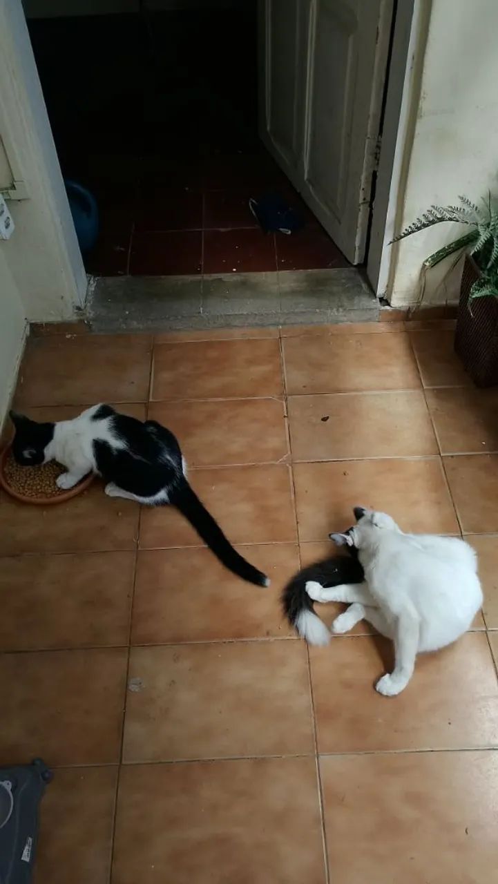 Dois gatos para adoção 