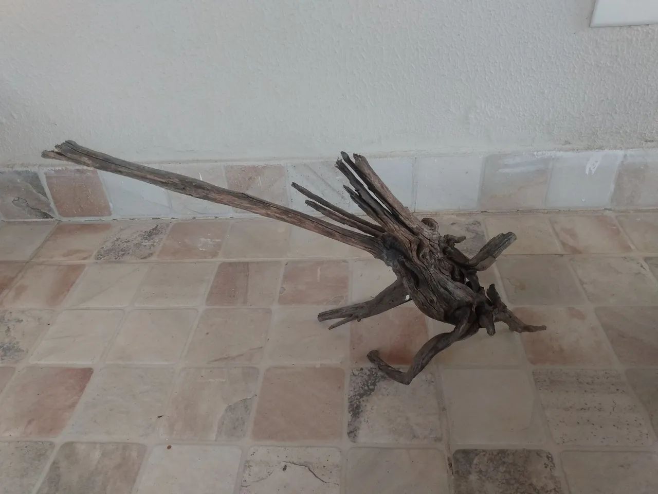 Raízes tratadas médias  - Foto 2